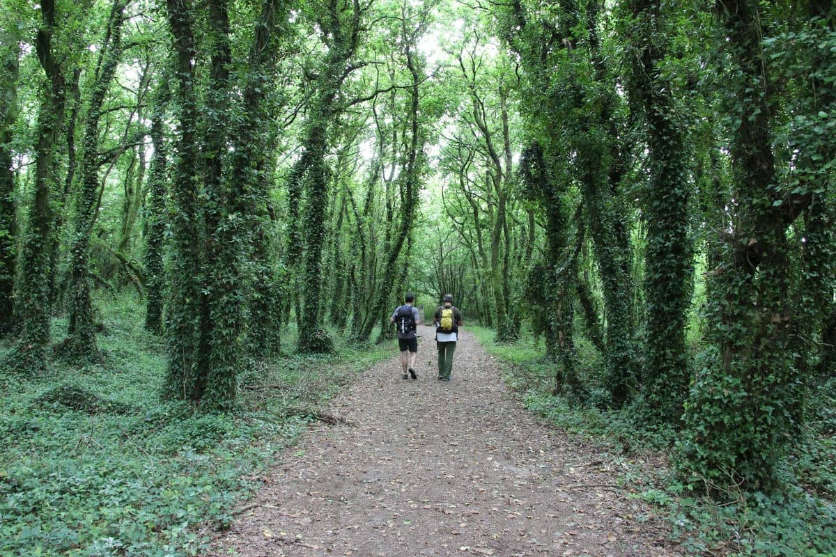 ¿Quieres hacer el camino de Santiago en 2019? Pues toma nota