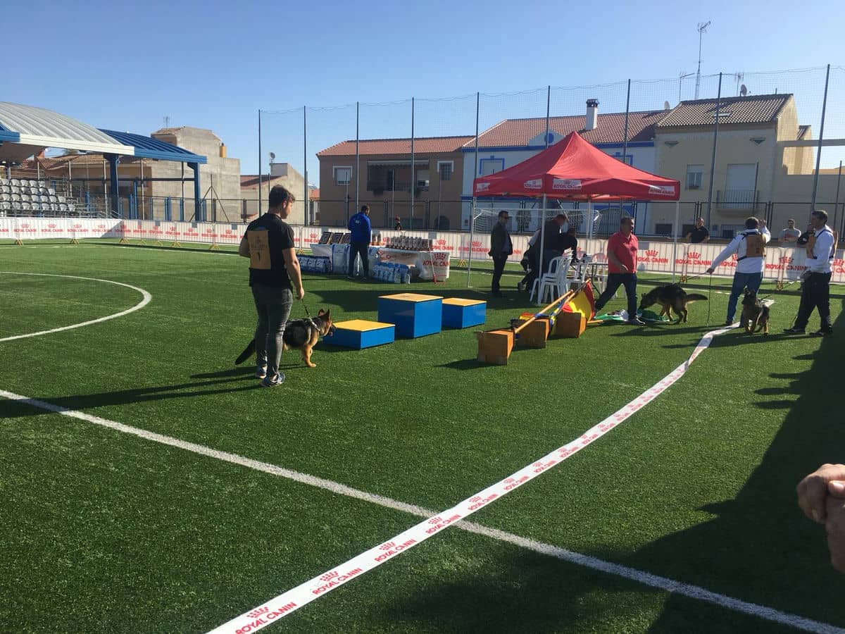 150 pastores alemanes participan en estos momentos en la I Exposición Monográfica Alhaurín de la Torre