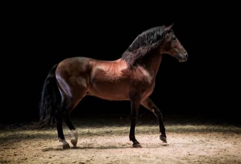 Expresivo y enérgico, así es Kornelio, uno de los caballos de Arteqúus Theatre